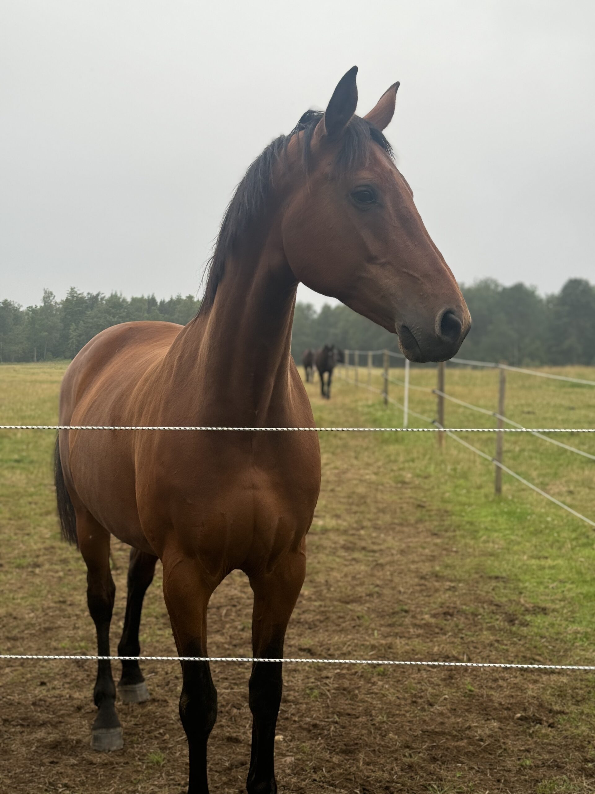Horse Profile Image